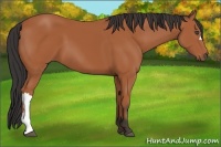 Horse Color:Bay 
