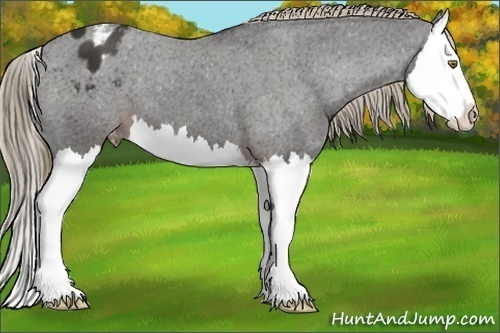 Horse Color:Liver Chestnut Splash Appaloosa 