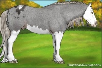 Horse Color:Liver Chestnut Splash Appaloosa