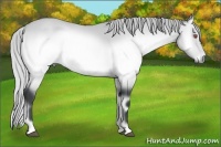 Horse Color:Silver Brown Chinchilla Onyx 