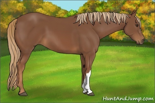 Horse Color:Chestnut 