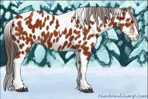 Horse Color:Bay Splash Tobiano Near Leopard 