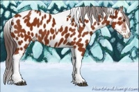 Horse Color:Bay Splash Tobiano Appaloosa