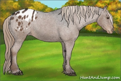 Horse Color:Liver Chestnut Appaloosa 