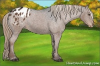 Horse Color:Liver Chestnut Appaloosa 