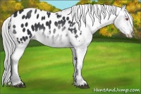 Horse Color:Brown Chinchilla Appaloosa