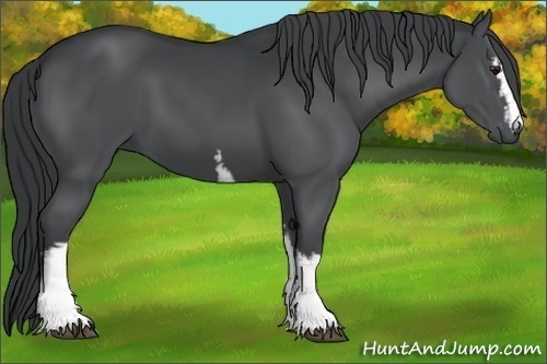 Horse Color:White Spotted Black Chinchilla