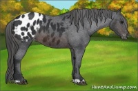 Horse Color:Brown Appaloosa 