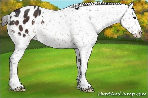 Horse Color:Brown Appaloosa 