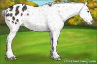 Horse Color:Brown Appaloosa 