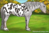 Horse Color:Liver Chestnut Near Leopard Rabicano 