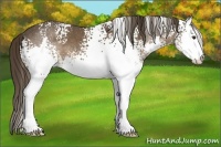 Horse Color:White Spotted Liver Chestnut Sabino Splash