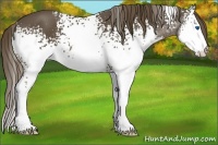 Horse Color:White Spotted Liver Chestnut Splash 