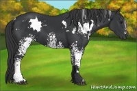 Horse Color:White Spotted Black 