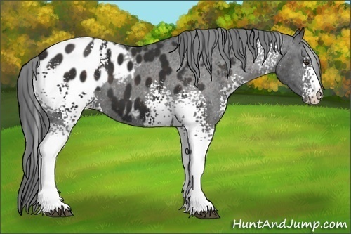 Horse Color:White Spotted Liver Chestnut Blanket 