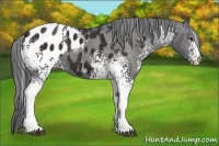 Horse Color:White Spotted Liver Chestnut Blanket