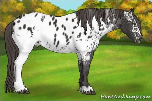 Horse Color:White Spotted Liver Chestnut Appaloosa 