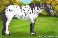 Horse Color:White Spotted Liver Chestnut Appaloosa 
