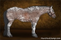 Horse Color:Bay Ice 