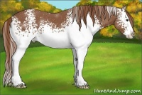 Horse Color:White Spotted Chestnut Splash 