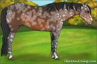 Horse Color:Bay Ice Rabicano 
