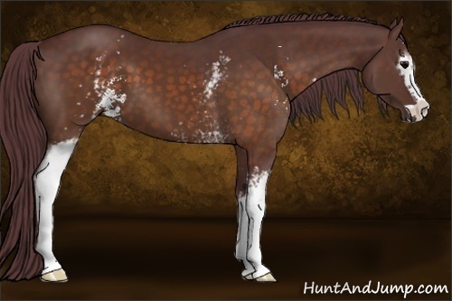 Horse Color:White Spotted Chocolate Brown Sabino 