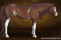 Horse Color:White Spotted Chocolate Brown Sabino
