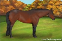 Horse Color:Bay 