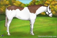 Horse Color:Chestnut Splash Rabicano 