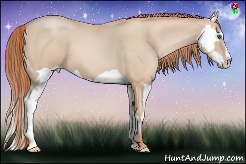 Horse Color:Smoky Black Pearl Splash Frame 