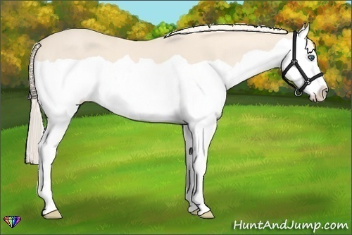Horse Color:Cremello Splash 