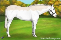 Horse Color:Cremello Splash 