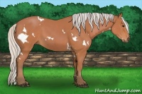 Horse Color:White Spotted Silver Bay 