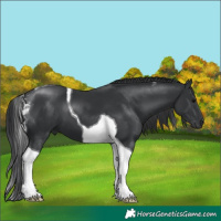 Horse Color:Black Tobiano 