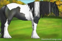 Horse Color:Black Tobiano 