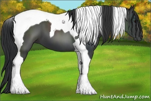 Horse Color:Black Tobiano 