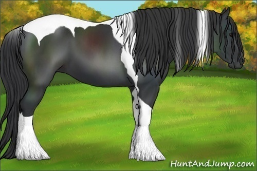 Horse Color:Black Tobiano