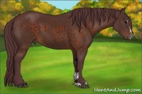 Horse Color:Chocolate Brown Sabino