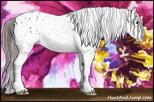 Horse Color:Plaid  Brown Roan Appaloosa 