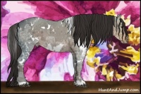 Horse Color:White Spotted Liver Chestnut Ice 
