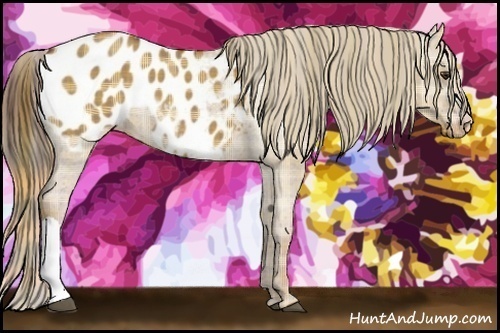 Horse Color:Plaid Red Dun Appaloosa