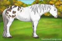 Horse Color:Buckskin Appaloosa