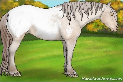 Horse Color:Amber Champagne Near Fewspot 
