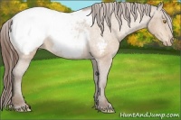 Horse Color:Amber Champagne Near Fewspot 