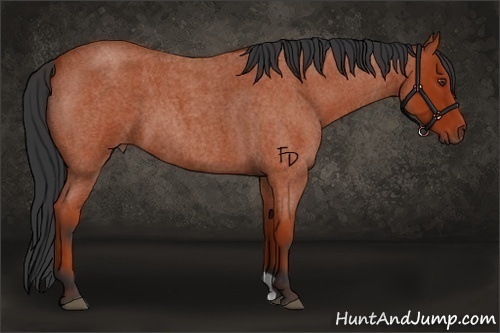 Horse Color:Bay Roan 