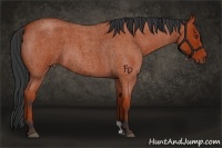 Horse Color:Bay Roan 