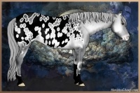 Horse Color:Buckskin Chinchilla Onyx Appaloosa 