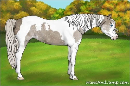 Horse Color:Silver Black Splash Tobiano 