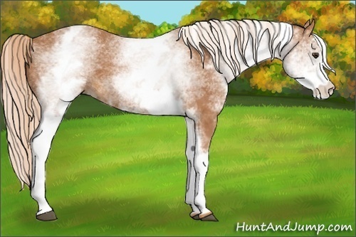 Horse Color:White Spotted Chestnut