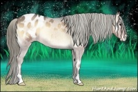 Horse Color:Liver Red Onyx Roan Appaloosa